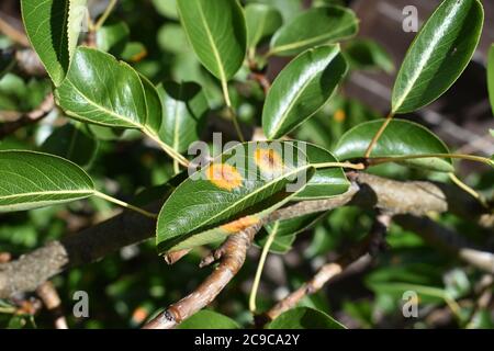 Europäischer Birnenrost - Gymnosporangium sabinae - auf einem Birnenbaum. Diese Krankheit wird durch Pilze verursacht. Stockfoto