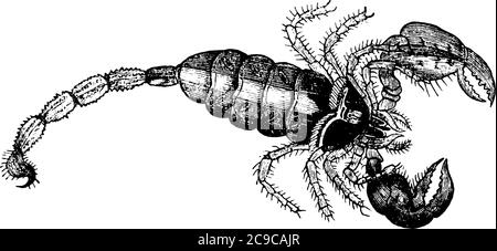 Skorpione sind räuberische Arachniden der Ordnung Scorpiones, sie haben acht Beine, Vintage-Linienzeichnung oder Gravurillustration. Stock Vektor