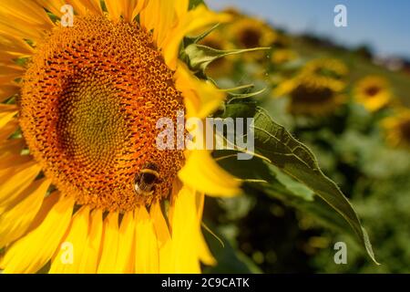 30. Juli 2020, Sachsen-Anhalt, Schleibnitz: Eine Hummel sitzt auf einer blühenden Sonnenblume. Der Mittsommer ist im Land angekommen. Die Getreideernte wird derzeit eingebracht, während andere Kulturen wie Mais und Sonnenblumen für eine Weile auf den Feldern bleiben. Es ist derzeit heiß und trocken und wird voraussichtlich so bleiben für den Rest der Woche. Foto: Klaus-Dietmar Gabbert/dpa-Zentralbild/ZB Stockfoto