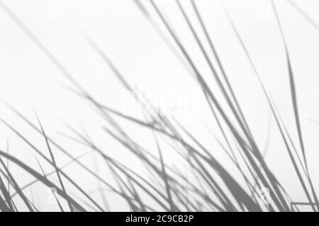 Schattenüberlagerungseffekt für das Foto. Gras und Pflanzen Schatten auf weißen sauberen Wand in Sonnenlicht Stockfoto