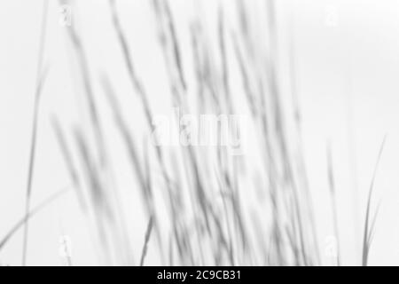 Schattenüberlagerungseffekt für das Foto. Gras und Pflanzen Schatten auf weißen sauberen Wand in Sonnenlicht Stockfoto