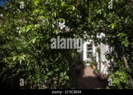 Jasmin Busch, Haus im Hintergrund Jasmin Vordergrund, Stockfoto
