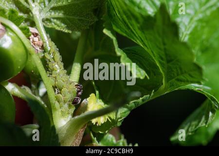 Insektenschädlinge. Ameisen, die Blattläuse Milch für sie, indem sie ihren Bauch streicheln. Stockfoto