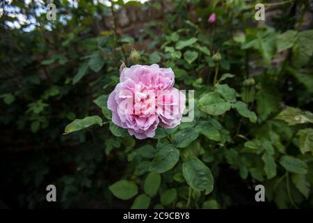 Hüttenrose, David Austin Pink, oberflächlicher Fokus, mit verschwommenem Garten dahinter aufgenommen. Stockfoto