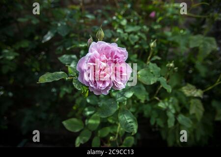 Hüttenrose, David Austin Pink, oberflächlicher Fokus, mit verschwommenem Garten dahinter aufgenommen. Stockfoto