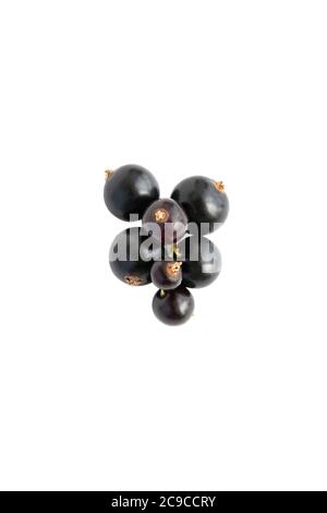 Bündel von schwarzen Johannisbeeren isoliert auf weißem Hintergrund. Draufsicht Stockfoto