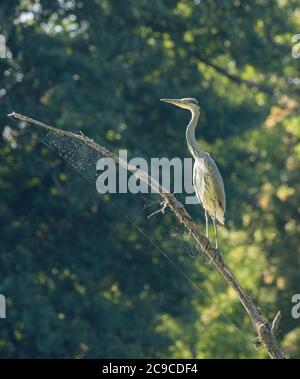 Graureiher, Ardea cinerea, am Ast eines toten Baumes Stockfoto