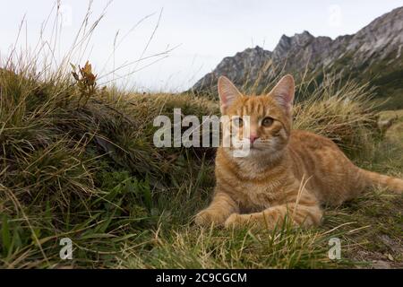 Entzückende Hauskatze im Gras auf einer Bergwiese in den alpen Stockfoto