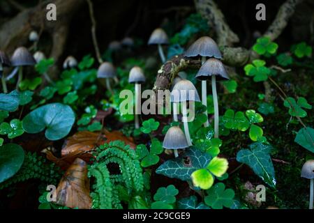 Glitzernde Tintenpilze (Coprinellus micaceus) mit anderer Vegetation im Waldgebiet Stockfoto