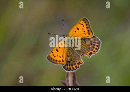 Spärliches Kupfer (lycaena virgaureae) Weibchen, ruhend auf einer Blume, die ihre Flügel der Sonne aussetzt, um sich aufzuwärmen. Stockfoto