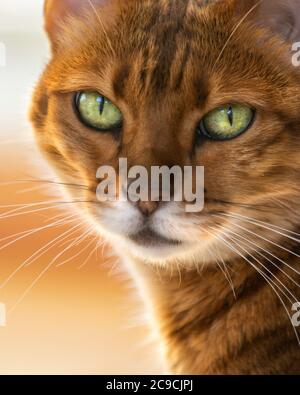 Bengal Katze Porträt aus nächster Nähe Stockfoto
