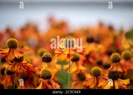 Leuchtend orange Blüten. Sneezeeed, Helenium Moerheim Beauty, RHS Gardens, Wisley, Großbritannien