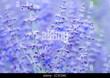 Hübsche blaue Blumen, Russian Sage, Perovskia atriplicifolia 'Little Spire', RHS Gardens, Wisley, Großbritannien Stockfoto