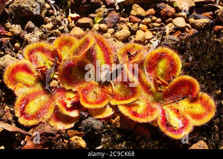 Klebrige rote und gelbe Rosetten der insektenfressenden Drosera squamosa, einem fleischfressenden Sonnentau in seinem natürlichen Lebensraum im Südwesten Australiens Stockfoto