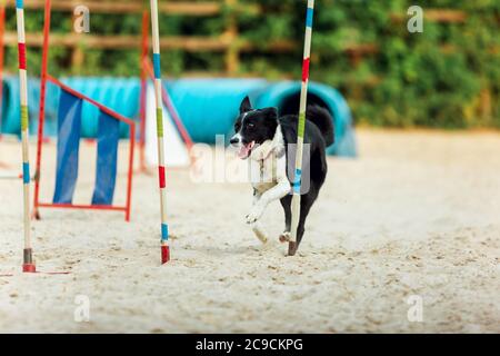 Sportlicher Hund, der während der Show im Wettkampf auftrat. Haustiersport, Bewegung, Action, Vorführung, Leistungskonzept. PET's Liebe. Ausbildung junger Tiere vor der Durchführung. Sieht glücklich und zielgerichtet aus. Stockfoto