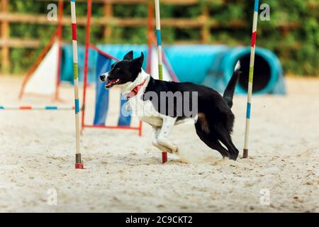 Sportlicher Hund, der während der Show im Wettkampf auftrat. Haustiersport, Bewegung, Action, Vorführung, Leistungskonzept. PET's Liebe. Ausbildung junger Tiere vor der Durchführung. Sieht glücklich und zielgerichtet aus. Stockfoto