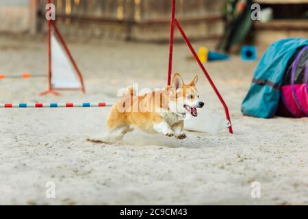 Kleiner süßer Corgi Hund, der während der Show im Wettbewerb auftrat. Haustiersport, Bewegung, Action, Vorführung, Leistungskonzept. PET's Liebe. Ausbildung junger Tiere vor der Durchführung. Sieht glücklich und zielgerichtet aus. Stockfoto