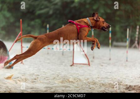 Sportlicher Hund, der während der Show im Wettkampf auftrat. Haustiersport, Bewegung, Action, Vorführung, Leistungskonzept. PET's Liebe. Ausbildung junger Tiere vor der Durchführung. Sieht stark und zielgerichtet aus. Stockfoto