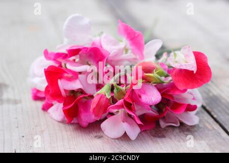 Lathyrus odoratus 'Rotkäppchen'. Ein paar süße Erbsenblumen auf einem Holzgartentisch Stockfoto