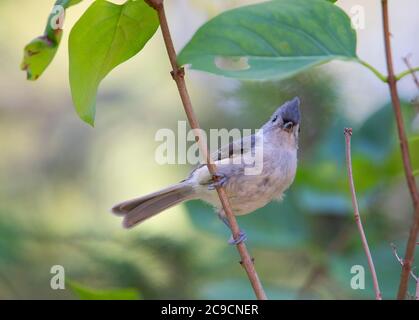 Eine getuftete Titmaus (Baeolophus bicolor) in einem Baum auf Cape Cod, USA Stockfoto