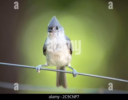 Eine getuftete Titmaus (Baeolophus bicolor) in einem Baum auf Cape Cod, USA Stockfoto