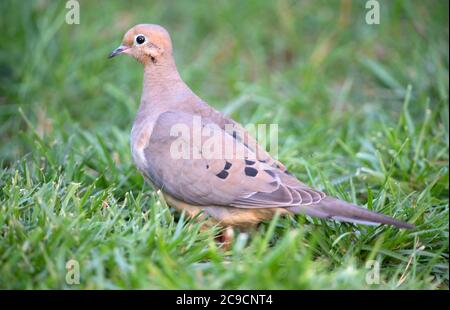 Eine Trauertaube (Zenaida macroura) auf einem Cape Cod Rasen, USA Stockfoto