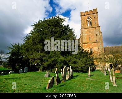 Die berühmte alte Eibe in der St. Bartholomäus Kirche, viel Marcle. Es ist zwischen 1000 und 2000 Jahre alt. Der Kofferraum ist hohl mit einem Sitz innen. Stockfoto