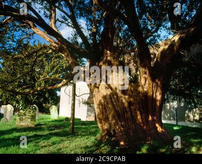 All Saints Church, Long Sutton, Odiham, Basingstoke, Hants. Alte Eibe Baum an der südlichen Ecke der Kirche Stockfoto