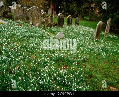 Schneeglöckchen blühen unter Grabsteinen im Kirchhof. St. Peter’s Church, Hambledon, England. Stockfoto