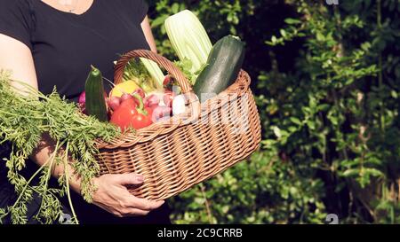 Farmerin Frau hält Weidenkorb voll von frischem rohem Gemüse. Korb mit Gemüse in den Händen im Freien. Stockfoto