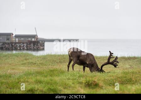 Rentiere mit Geweih grasen auf der arktischen Tundra Stockfoto
