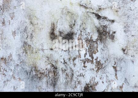 Schimmel, Pilz, und White Peeling Gemälde auf alten Beton Wand Hintergrund. Geeignet für Präsentation und Hintergrund. Stockfoto