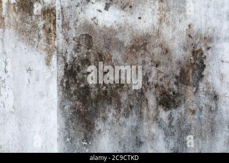 Schimmel, Pilz, und White Peeling Gemälde auf alten Beton Wand Hintergrund. Geeignet für Präsentation und Hintergrund. Stockfoto