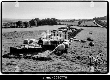 Hadrian Wall Northumberland England UK 1990 Hadrian's Wall (Latein: , Vallum Aelium), auch bekannt als die römische Mauer, Picts' Wall, Oder Vallum Hadriani in Latein, ist eine ehemalige defensive Befestigung der römischen Provinz Britannia, begonnen in AD 122 in der Regierungszeit des Kaisers Hadrian.[3] Es lief von den Ufern des Flusses Tyne in der Nähe der Nordsee zum Solway Firth auf der Irischen See, Und war die nördliche Grenze des Römischen Reiches, unmittelbar nördlich davon waren die Länder der nördlichen Alten Briten, einschließlich der Picts. Es hatte einen Steinsockel und eine Steinmauer. Es gab Milecastles mit zwei Stockfoto