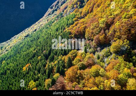 Herbstwald - Luftaufnahme von Bäumen Stockfoto