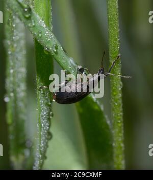 In einem Dschungel. Weevil kriechen auf einem Grasstamm zwischen Tautropfen, verschwommener Hintergrund Stockfoto