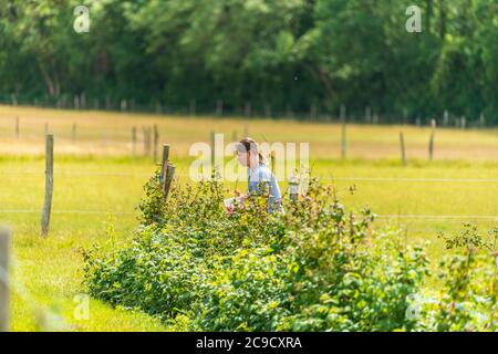 Junge weibliche Ernte frische Farm Himbeeren auf dem Feld in Sevenoaks, Kent Stockfoto