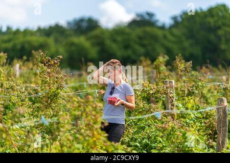 Junge weibliche Ernte frische Farm Himbeeren auf dem Feld in Sevenoaks, Kent Stockfoto