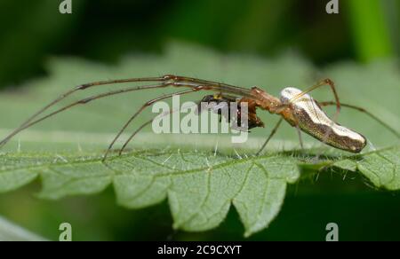 Langbeinige Spinne, die eine Fliege auf einem Blatt frisst Stockfoto