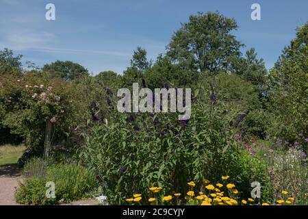 Sommer blühender dunkelvioletter Schmetterlingsbusch (Buddleja davidii 'Black Knight') wächst in einer krautigen Grenze in einem Landhausgarten bei Rosemoor Stockfoto