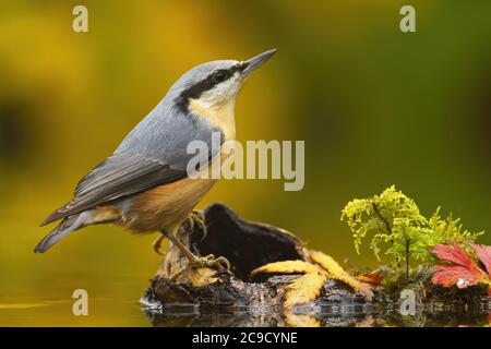 Kleine eurasische Nuthatch sitzt auf Holz im Teich im Herbst. Stockfoto