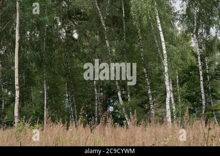 Landschaftlich schöner Blick auf den Birkenwald. Hohe Birken, die in hohem Gras wachsen. Stockfoto