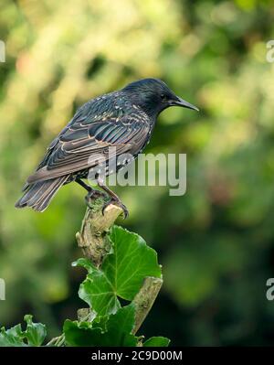 Ein erwachsener Starling (Sturnus vulgaris) in Warwickshire Stockfoto