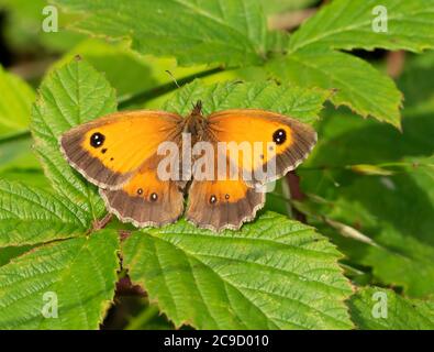 Ein Gatekeeper-Schmetterling (Pyronia tithonus), Oxfordshire Stockfoto