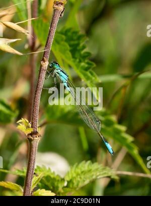 Männlicher Blauschwanzdamselfly (Ischnura elegans), Oxfordshire Stockfoto