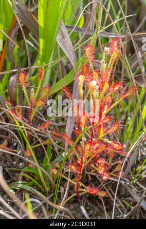 Drosera madagascariensis im Malolotja Naturreservat, Provinz Hhohho, Eswatini, südliches Afrika Stockfoto