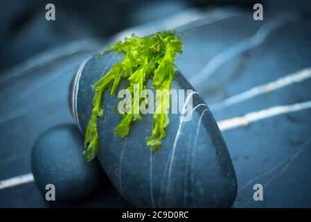 Seesalat (Ulva Lactuca), Devon Großbritannien Stockfoto