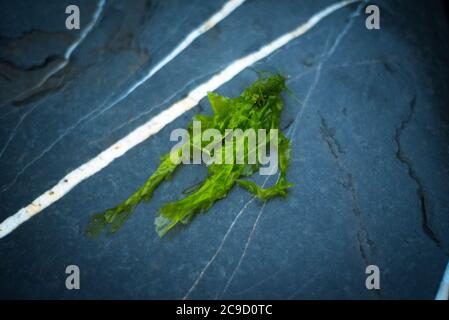 Seesalat (Ulva Lactuca), Devon Großbritannien Stockfoto