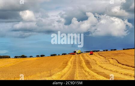 Bringen in der Ernte in einem East Lothian Feld, Schottland, Großbritannien. Stockfoto