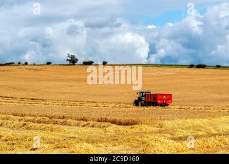 Bringen in der Ernte in einem East Lothian Feld, Schottland, Großbritannien. Stockfoto